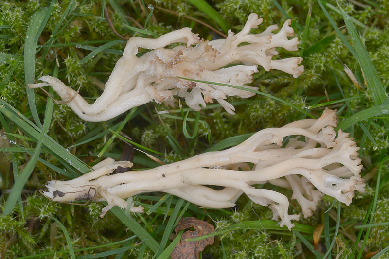 Clavulinopsis umbrinella